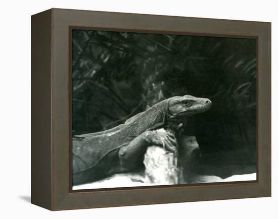 A Komodo Dragon/Monitor Resting its Neck and Forelegs up against a Log at London Zoo in June 1927 (-Frederick William Bond-Framed Premier Image Canvas