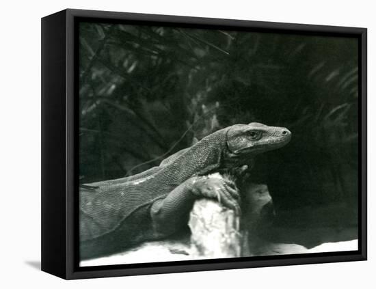 A Komodo Dragon/Monitor Resting its Neck and Forelegs up against a Log at London Zoo in June 1927 (-Frederick William Bond-Framed Premier Image Canvas