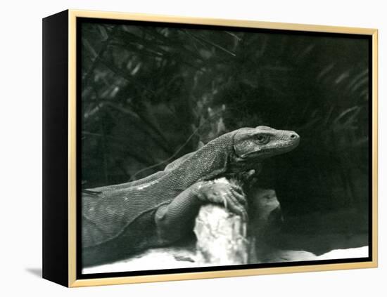 A Komodo Dragon/Monitor Resting its Neck and Forelegs up against a Log at London Zoo in June 1927 (-Frederick William Bond-Framed Premier Image Canvas