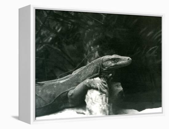 A Komodo Dragon/Monitor Resting its Neck and Forelegs up against a Log at London Zoo in June 1927 (-Frederick William Bond-Framed Premier Image Canvas