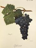 Muscat Rouge De Madere Grape-A. Kreyder-Giclee Print