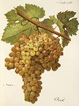 Chasselas Duhamel Grape-A. Kreyder-Framed Giclee Print