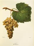 Chasselas Duhamel Grape-A. Kreyder-Giclee Print