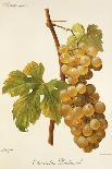 Muscat Rouge De Madere Grape-A. Kreyder-Giclee Print