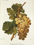 Khardji Grape-A. Kreyder-Giclee Print