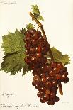 Muscat Rouge De Madere Grape-A. Kreyder-Framed Giclee Print