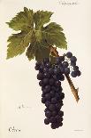 Gradiska Grape-A. Kreyder-Framed Giclee Print