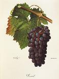 Praca Grape-A. Kreyder-Giclee Print