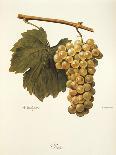 Chasselas Duhamel Grape-A. Kreyder-Giclee Print