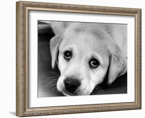 A Labrador puppy, 1978-Freddie Reed O.B.E.-Framed Photographic Print