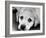 A Labrador puppy, 1978-Freddie Reed O.B.E.-Framed Photographic Print