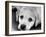 A Labrador puppy, 1978-Freddie Reed O.B.E.-Framed Photographic Print