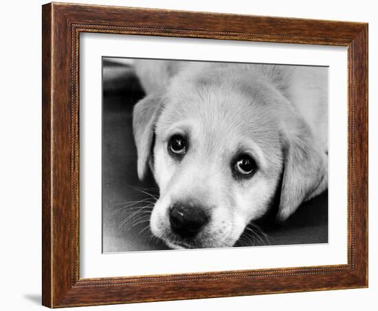 A Labrador puppy, 1978-Freddie Reed O.B.E.-Framed Photographic Print