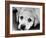 A Labrador puppy, 1978-Freddie Reed O.B.E.-Framed Photographic Print