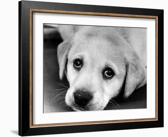 A Labrador puppy, 1978-Freddie Reed O.B.E.-Framed Photographic Print