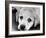 A Labrador puppy, 1978-Freddie Reed O.B.E.-Framed Photographic Print