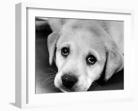 A Labrador puppy, 1978-Freddie Reed O.B.E.-Framed Photographic Print