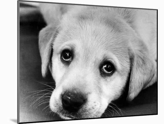 A Labrador puppy, 1978-Freddie Reed O.B.E.-Mounted Photographic Print