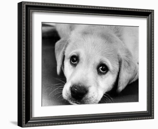 A Labrador puppy, 1978-Freddie Reed O.B.E.-Framed Photographic Print