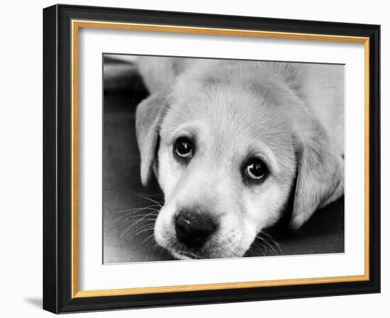 A Labrador puppy, 1978-Freddie Reed O.B.E.-Framed Photographic Print