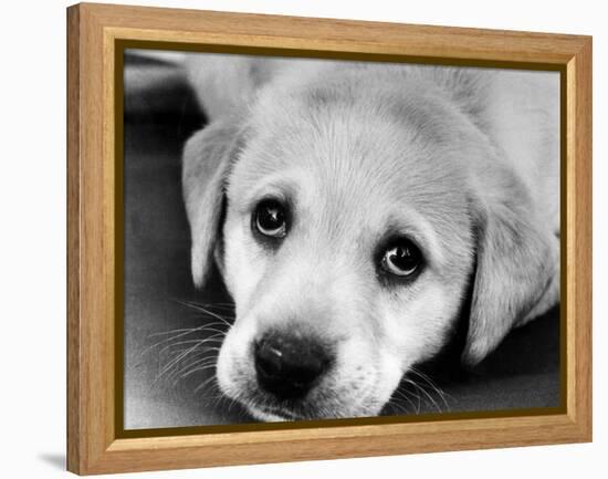 A Labrador puppy, 1978-Freddie Reed O.B.E.-Framed Premier Image Canvas