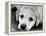 A Labrador puppy, 1978-Freddie Reed O.B.E.-Framed Premier Image Canvas