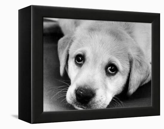 A Labrador puppy, 1978-Freddie Reed O.B.E.-Framed Premier Image Canvas