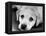 A Labrador puppy, 1978-Freddie Reed O.B.E.-Framed Premier Image Canvas