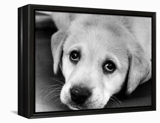 A Labrador puppy, 1978-Freddie Reed O.B.E.-Framed Premier Image Canvas