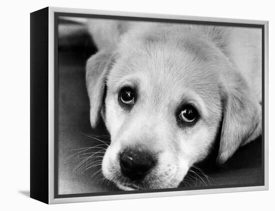 A Labrador puppy, 1978-Freddie Reed O.B.E.-Framed Premier Image Canvas