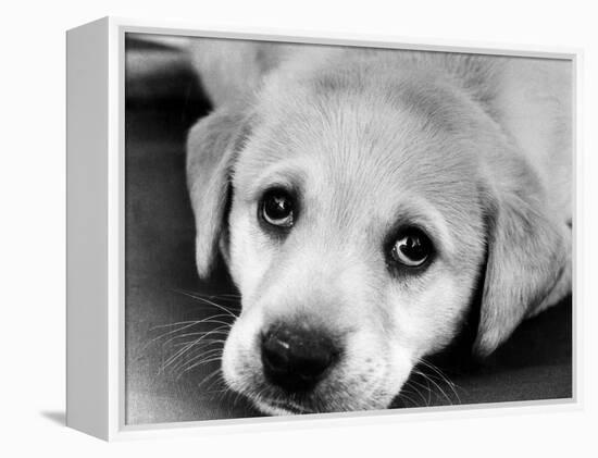 A Labrador puppy, 1978-Freddie Reed O.B.E.-Framed Premier Image Canvas