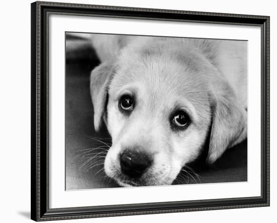 A Labrador puppy, 1978-Freddie Reed O.B.E.-Framed Photographic Print