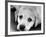 A Labrador puppy, 1978-Freddie Reed O.B.E.-Framed Photographic Print