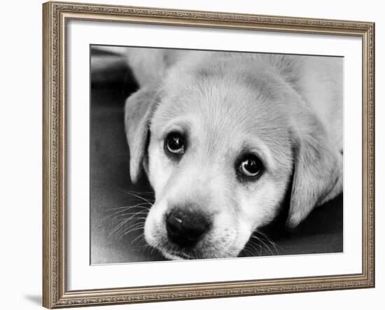 A Labrador puppy, 1978-Freddie Reed O.B.E.-Framed Photographic Print