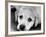 A Labrador puppy, 1978-Freddie Reed O.B.E.-Framed Photographic Print