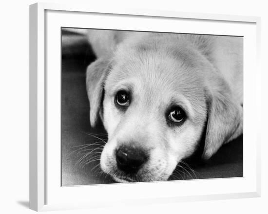 A Labrador puppy, 1978-Freddie Reed O.B.E.-Framed Photographic Print