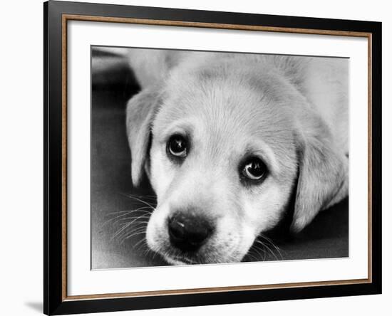 A Labrador puppy, 1978-Freddie Reed O.B.E.-Framed Photographic Print