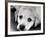 A Labrador puppy, 1978-Freddie Reed O.B.E.-Framed Photographic Print