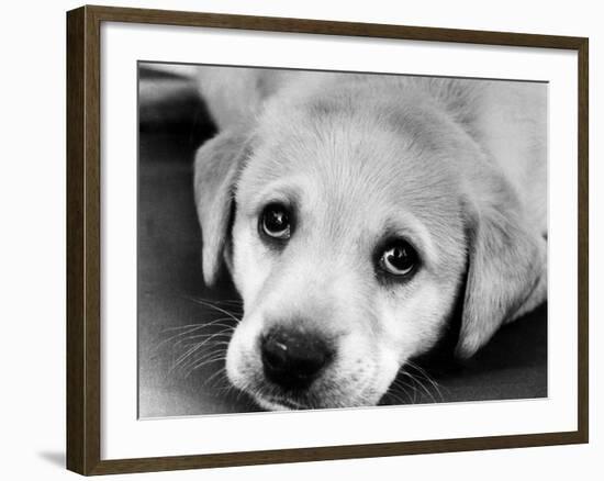 A Labrador puppy, 1978-Freddie Reed O.B.E.-Framed Photographic Print