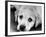 A Labrador puppy, 1978-Freddie Reed O.B.E.-Framed Photographic Print