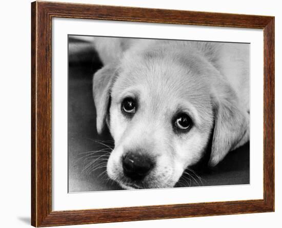 A Labrador puppy, 1978-Freddie Reed O.B.E.-Framed Photographic Print