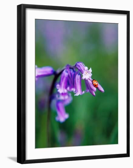 A Lady Bird on a Bluebell Plant-Frankie Angel-Framed Photographic Print