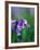 A Lady Bird on a Bluebell Plant-Frankie Angel-Framed Photographic Print