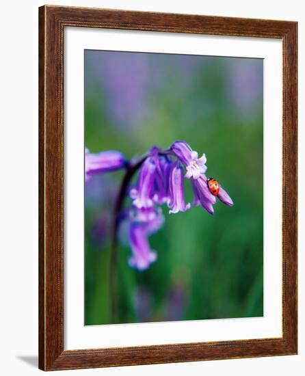 A Lady Bird on a Bluebell Plant-Frankie Angel-Framed Photographic Print