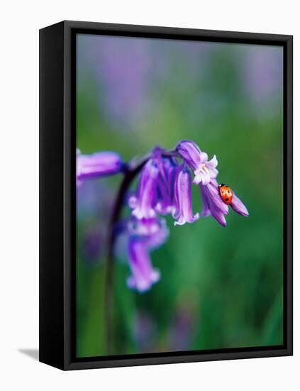 A Lady Bird on a Bluebell Plant-Frankie Angel-Framed Premier Image Canvas