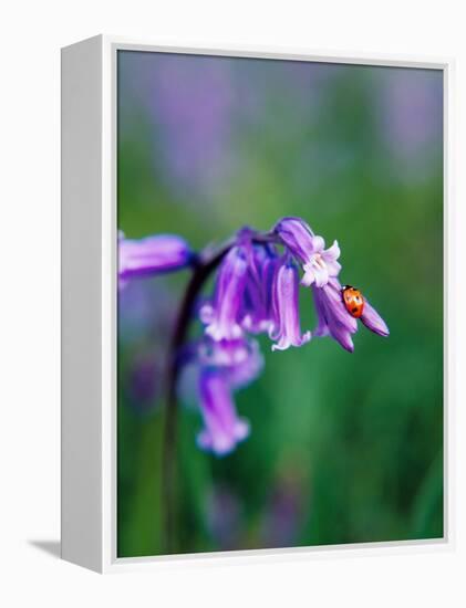 A Lady Bird on a Bluebell Plant-Frankie Angel-Framed Premier Image Canvas