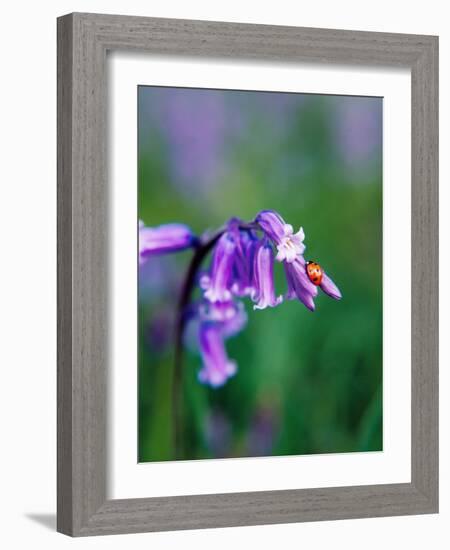 A Lady Bird on a Bluebell Plant-Frankie Angel-Framed Photographic Print