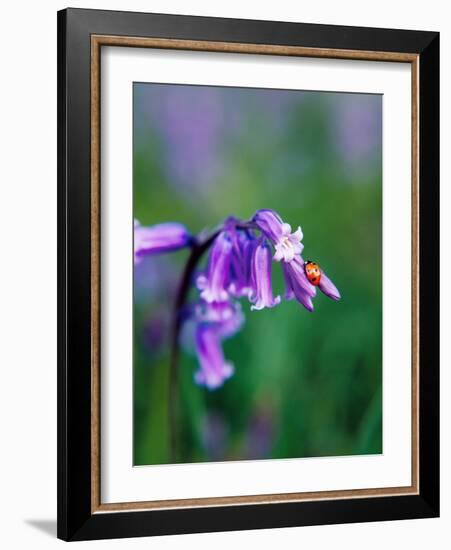 A Lady Bird on a Bluebell Plant-Frankie Angel-Framed Photographic Print