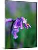 A Lady Bird on a Bluebell Plant-Frankie Angel-Mounted Photographic Print