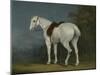 A Lady's Grey Hunter, C.1806-Jacques-Laurent Agasse-Mounted Giclee Print